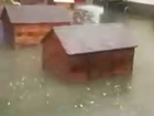 Ростовский центр безнадзорных животных затопило сильным ливнем