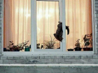 Смертельно опасной ловушкой для котов назвали евроокна ростовские зоозащитники