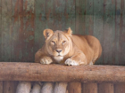 В Ростовском зоопарке после болезни умерла львица Олесия