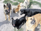 Стая бездомных собак попыталась загрызть ребятишек на детской площадке Ростова
