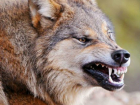 Бешеный волк едва не разорвал пасечника в Ростовской области