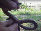 Смертельно опасную зоовикторину устроил поймавший неизвестную змею дачник в Ростове