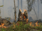 Штраф вырос в 10 раз: какое наказание грозит ростовчанам за случайный пожар