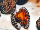 Запасы деликатесного моллюска в Азовском море составляют 20 млн тонн