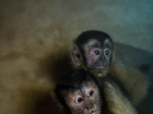 Впервые за пять лет в ростовском зоопарке родился бурый капуцин