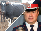В Ростовской области чиновники провалили создание молочного кластера