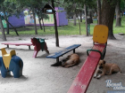В Ростове беспризорные собаки «захватили» детскую площадку 