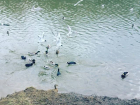 Хорошо организованная птичья банда наводит ужас на обитателей парка в Ростове