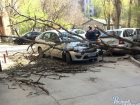 В Ростове на «Ладу» упало дерево