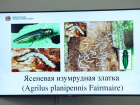 Депутаты против вредителей: в Ростове решается судьба 430 гектаров ясеней