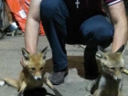 Ожидающих голодную смерть в глубокой яме двух пушистых лисичек спасли смелые парни из Ростова