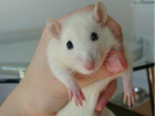 Уникальную операцию по удалению опухоли молочных желез у крысы провели в Ростове