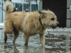 Живодер на хэтчбэке сбил щенка и цинично сбросил его с дороги в Ростовской области
