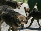 Обходить Вертолетное поле кварталами вынуждают агрессивные собаки жителей Ростова