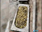 Целую ванну зеленушек нашел грибник в Ростовской области 