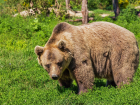 В зоопарке Ростова «Седьмое небо» проверят условия содержания медведя