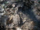 Боевая ручная граната «всплыла» из-под земли после дождя на винограднике Ростовской области