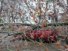 В Таганроге предприниматель через суд добился компенсации после падения дерева на автомобиль