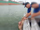 На Дону спасатели в последний момент вытащили из воды тонущего мужчину