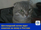 Молодой шотландский котик ждет кошечек на вязку в Ростове
