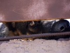 Стая бездомных собак едва не загрызла 7-летнюю девочку в Ростове 