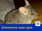 Продается шиншилла  