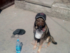 Модную собаку-попрошайку сняли на фото посетители центрального рынка в Ростове