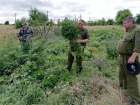 В Ростовской области казаки уничтожили 200 тысяч кустов конопли 