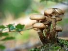 Несколько жителей Ростовской области отравились грибами в октябре 