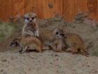 В ростовском зоопарке пройдет показательное кормление новорожденных сурикатов