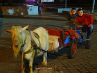 Грустный козел, катающий детей по улицам Ростова, рассмешил горожан
