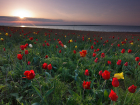 В Ростовской области можно встретить редкий тюльпан, названный в честь путешественника Александра Шренка