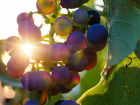 Гниль не пройдет: как спасти виноградные лозы от вредителей и болезней