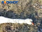 В Ростовской области охотники обнаружили мертвых зайцев и лебедя