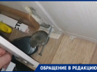 Студентов ЮФУ терроризируют мыши в общежитии