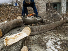 Сотни деревьев пойдут под топор ради строительства музея в Ростове