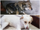 Двух псов отловили в ЖК «Платовский» после жалоб ростовчан на нападения бездомных собак