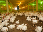 Опасных кур и отвратительную антисанитарию обнаружили на птицефабрике в Ростовской области