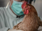 Трупы зараженных птичьим гриппом кур выбросили на свалку в Ростовской области