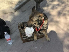 Жертвовать по 100-500 рублей собаке-попрошайке призвал прохожих ее обнаглевший хозяин в Ростове
