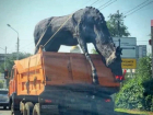Обновленные кони с кокетливыми бантиками на мордах вернулись на родное место в Ростове