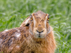 Гонять зайцев и помогать им размножаться будут в Ростовской области