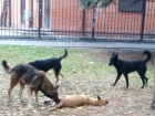 Малыши четыре дня играют рядом с сутулым собачьим трупом на детской площадке Ростова