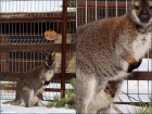 Кенгуренок из парка «Лога» начал выглядывать из маминой сумки 