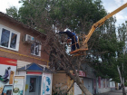 В Ростовской области огромное дерево рухнуло на двухэтажку 