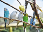 В Ростовскую область из Украины пытались незаконно ввезти 200 попугаев