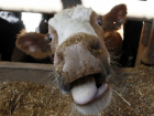 Агрессивная бешеная корова поставила «на рога» жителей хутора в Ростовской области