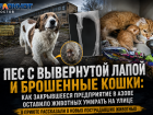 Пес с вывернутой лапой и брошенные кошки: как закрывшееся предприятие в Азове оставило животных умирать на улице