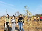 В Ростовской области высадили 33 тысячи деревьев и кустарников