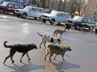 Ростовчанин чуть не остался калекой после нападения бродячих собак
